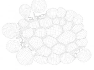 Fat Cell Anatomy 3D Model