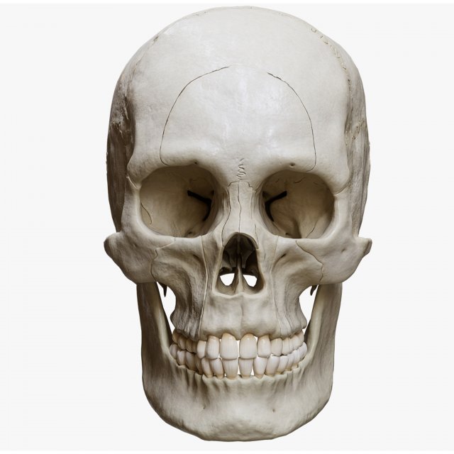 Human Skull Explode Anatomy Atlas Model 3D .c4d .max .obj .3ds .fbx .stl .blend 