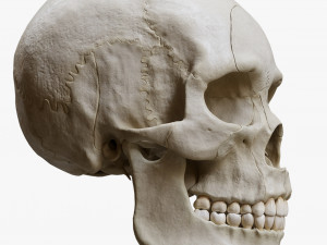 Human Skull Explode Anatomy Atlas Model 3D