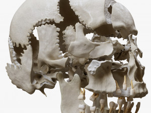 Human Skull Explode Anatomy Atlas Model 3D