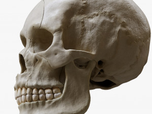 Human Skull Explode Anatomy Atlas Model 3D