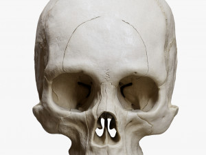 Human Skull Explode Anatomy Atlas Model 3D