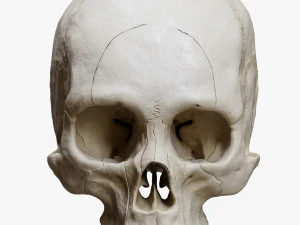 Human Skull Explode Anatomy Atlas 3D Model