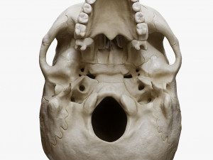 Human Skull Explode Anatomy Atlas Model 3D