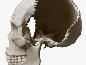 Human Skull Explode Anatomy Atlas Model 3D