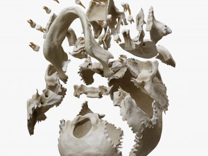 Human Skull Explode Anatomy Atlas Model 3D
