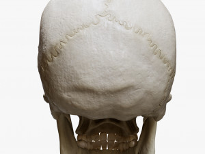 Human Skull Explode Anatomy Atlas Model 3D