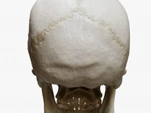 Human Skull Explode Anatomy Atlas 3D Model