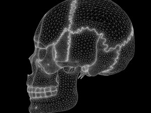Human Skull Explode Anatomy Atlas Model 3D