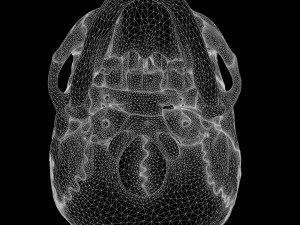 Human Skull Explode Anatomy Atlas Model 3D