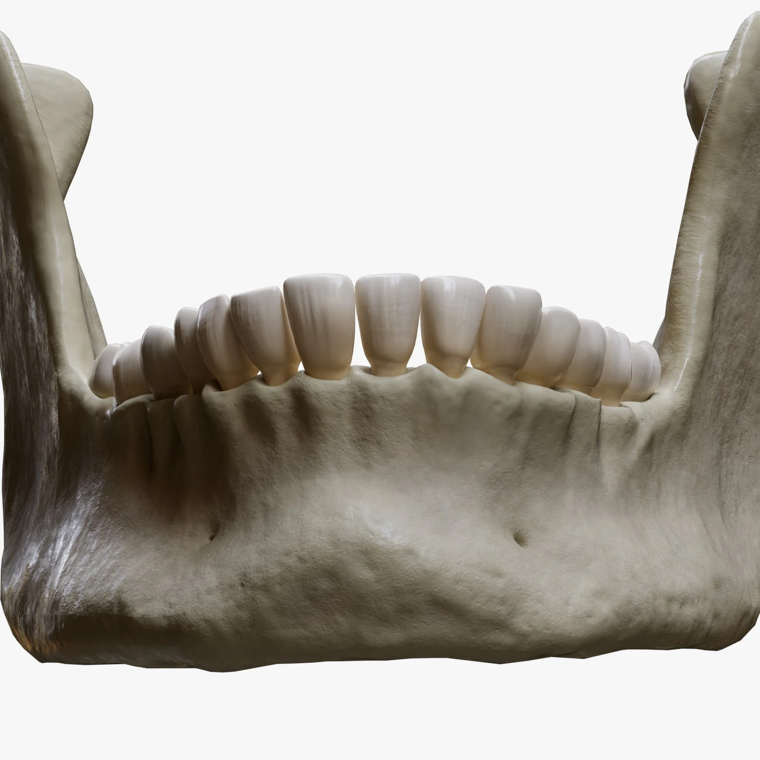 Human Jaw Anatomy 3D Model .c4d .max .obj .3ds .fbx .stl .blend 