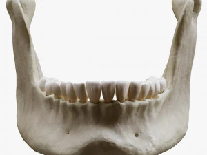 Human Jaw Anatomy 3D Model