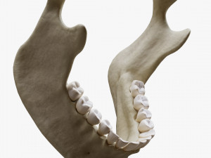 Human Jaw Anatomy Model 3D