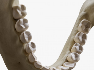 Human Jaw Anatomy Model 3D