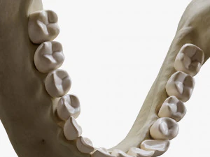 Human Jaw Anatomy 3D Model