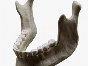 Human Jaw Anatomy Model 3D