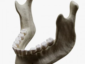 Human Jaw Anatomy 3D Model