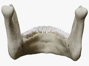 Human Jaw Anatomy 3D Model