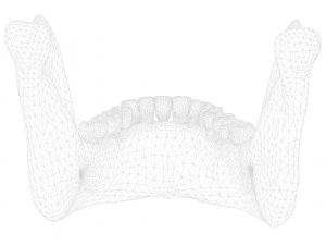 Human Jaw Anatomy 3D Model