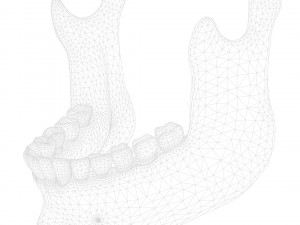 Human Jaw Anatomy Model 3D