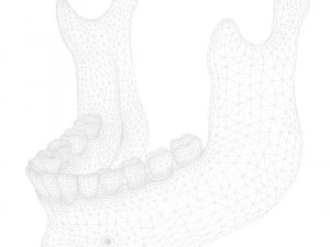 Human Jaw Anatomy 3D Model