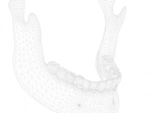 Human Jaw Anatomy 3D Model