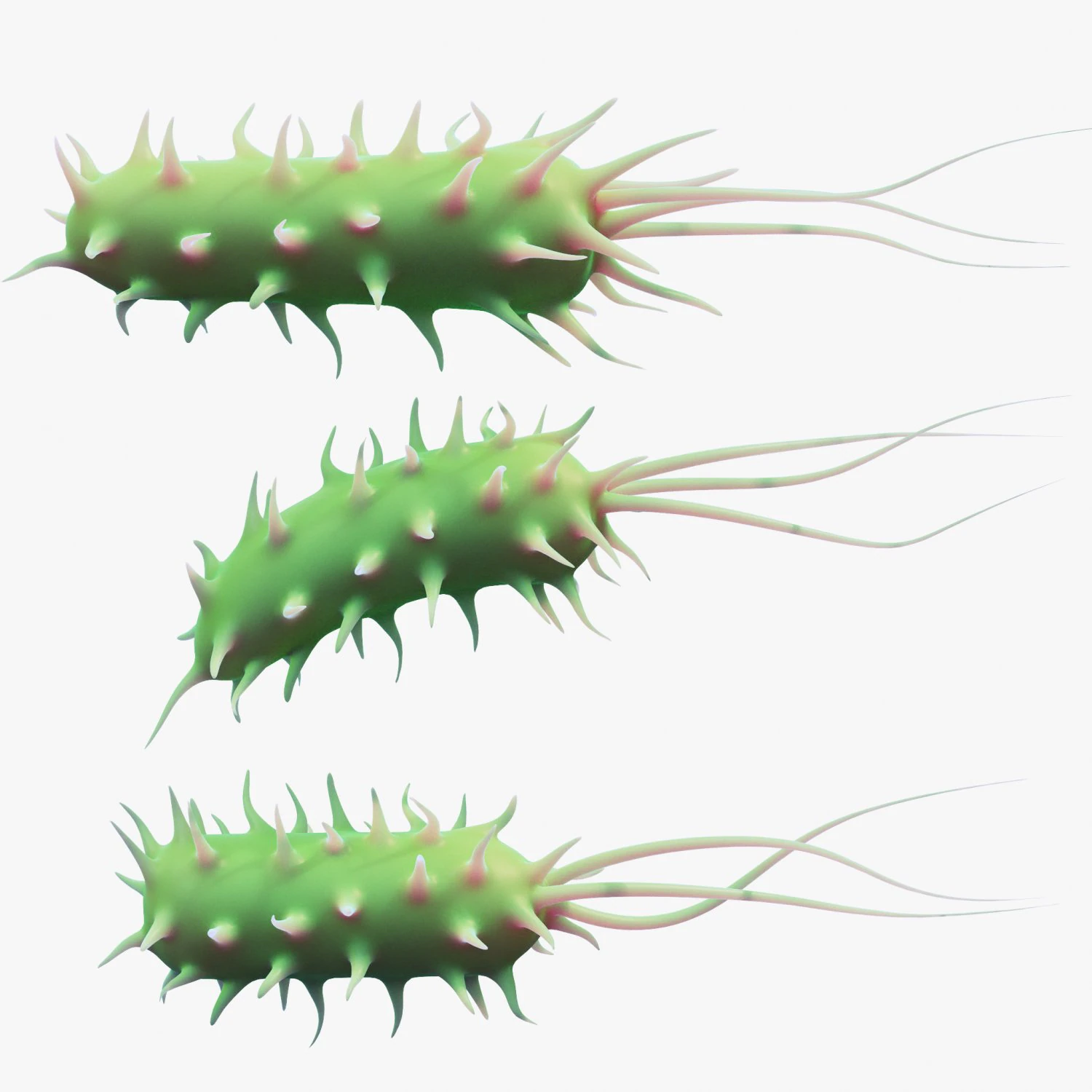 Prokaryotic Bacteria 3D Model .c4d .max .obj .3ds .fbx .stl .blend 