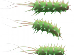 Prokaryotic Bacteria Model 3D