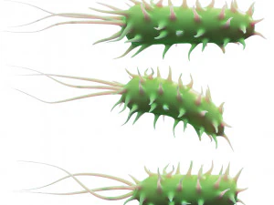 Prokaryotic Bacteria 3D Model