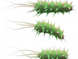 Prokaryotic Bacteria 3D Model