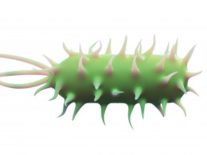 Prokaryotic Bacteria Model 3D