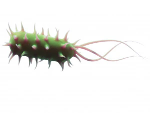 Prokaryotic Bacteria 3D Model