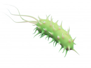 Prokaryotic Bacteria Model 3D