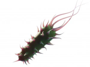Prokaryotic Bacteria 3D Model