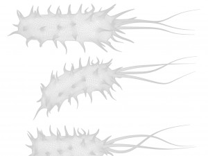 Prokaryotic Bacteria Model 3D