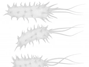 Prokaryotic Bacteria 3D Model