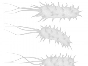 Prokaryotic Bacteria Model 3D