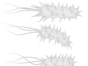 Prokaryotic Bacteria 3D Model