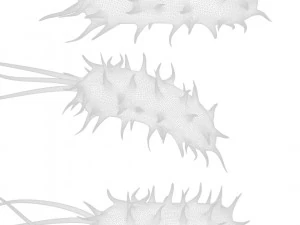 Prokaryotic Bacteria 3D Model