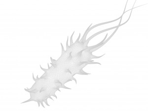 Prokaryotic Bacteria Model 3D