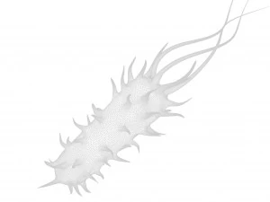 Prokaryotic Bacteria 3D Model