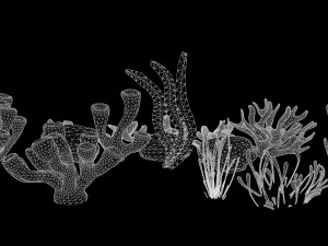 Coral Reef Low-poly 3D Model