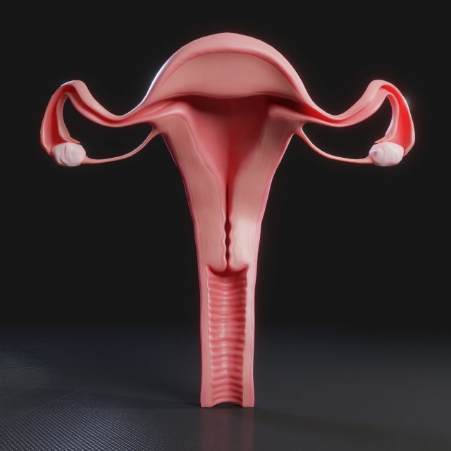 Female Reproductive System 3Dモデル .c4d .max .obj .3ds .fbx .stl .blend 