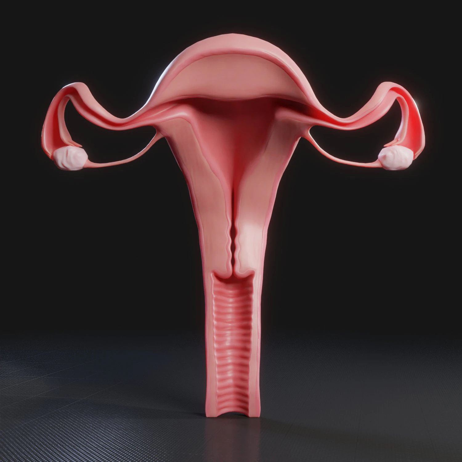 Female Reproductive System 3D Model .c4d .max .obj .3ds .fbx .stl .blend 