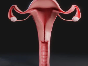 Vrouwelijk voortplantingssysteem 3D Model