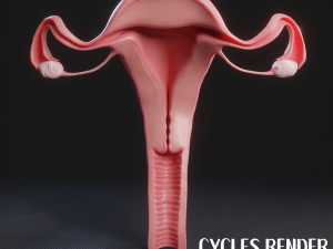Female Reproductive System 3Dモデル