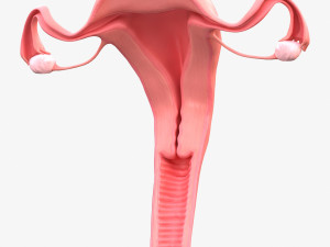 Female Reproductive System 3Dモデル