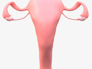 Female Reproductive System 3Dモデル