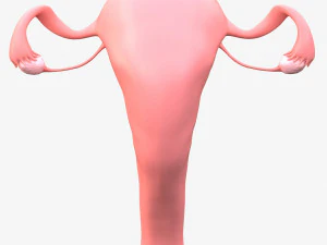 Female Reproductive System 3D Model