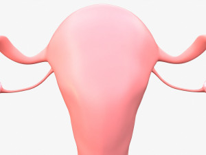 Female Reproductive System 3Dモデル